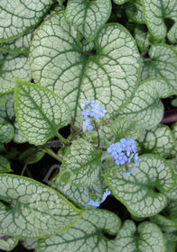 Brunnera macrophylla 'Jack Frost'