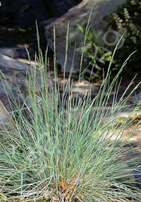 Festuca californica