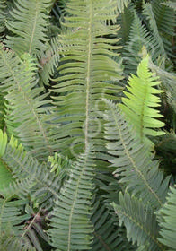 Polystichum munitum