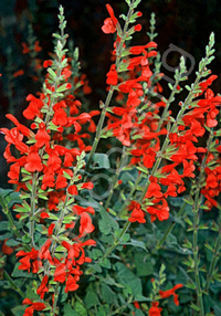 Salvia darcyi