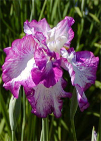 Iris ensata 'Lion King'