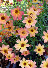 Coreopsis 'Mango Punch'