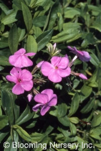 Phlox glab. 'Anita Kistler'