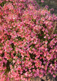 Diascia 'Redstart'