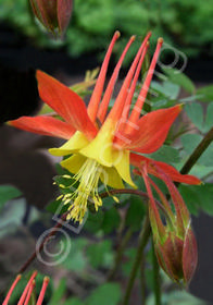 Aquilegia skinnerii 'Tequila Sunrise'