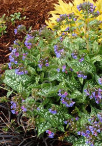 Pulmonaria 'Trevi Fountain'