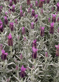 Lavandula stoechas 'Silver Anouk'