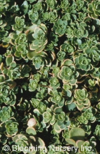 Sedum ternatum 'Larinem Park'                     