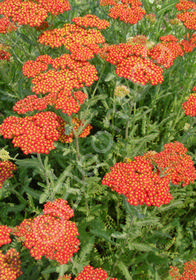 Achillea millefolium 'Walter Funcke'