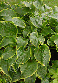 Hosta 'Abba Dabba Do'