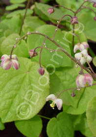 Epimedium pubigerum