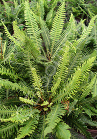 Blechnum spicant