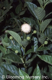 Cephalanthus occidentalis                         