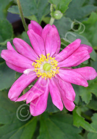 Anemone x hybrida 'Bodnant Burgundy'