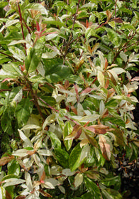 Photinia davidiana 'Palette'