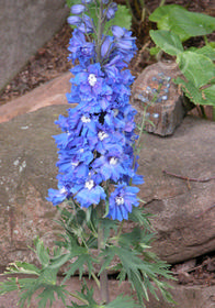 Delphinium New Millennium 'Royal Aspirations'