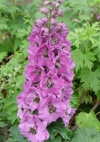 Delphinium New Millennium 'Blushing Brides'