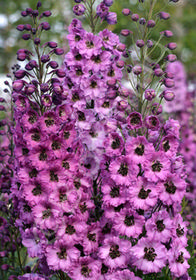 Delphinium New Millennium 'Dusky Maidens'