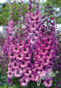 Delphinium New Millennium 'Dusky Maidens'