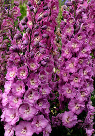 Delphinium New Millennium 'Sweetheart'