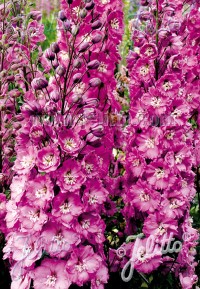 Delphinium New Millennium 'Sweetheart'