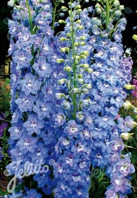 Delphinium New Millennium 'Sunny Skies'