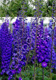 Delphinium New Millennium 'Pagan Purples'