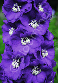 Delphinium New Millennium 'Purple Passion'