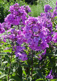 Phlox paniculata 'Blue Paradise'