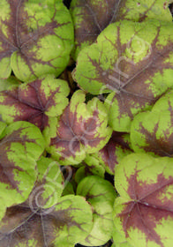 Heucherella 'Stoplight'