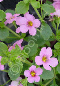 Bacopa 'Dark Pink' 