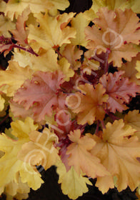 Heuchera 'Marmalade'