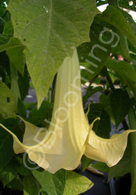 Brugmansia 'Charles Grimaldi'