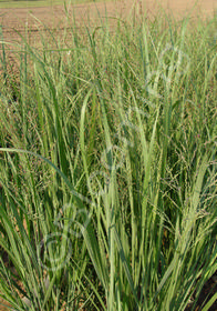 Panicum virgatum 'Dallas Blues'