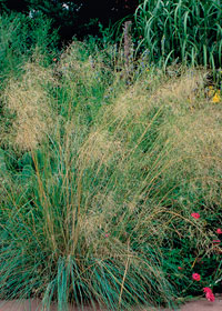 Eragrostis chloromelas