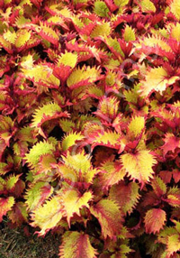 Coleus 'Henna'  