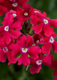 Verbena 'Veralena Cherry'