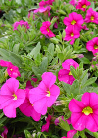 Calibrachoa 'Mini Famous Pink'