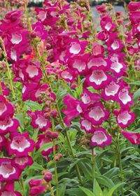 Penstemon 'Grape Taffy'