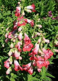 Penstemon Strawberry Taffy