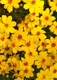 Coreopsis 'Citrine'