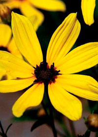 Coreopsis tripteris 'Flower Tower'