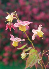 Epimedium x versicolor 'Cupreum'