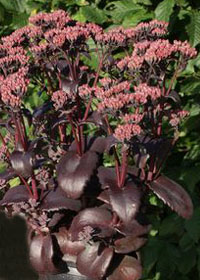 Sedum 'Black Beauty'