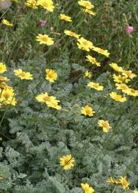 Anthemis marshalliana