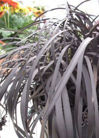 Ophiopogon planiscapus 'Black Beard'