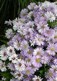 Aster 'Kickin Lavender'