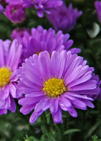 Aster 'Kickin Mauve'