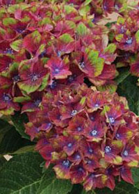 Hydrangea macrophylla 'Pistachio'