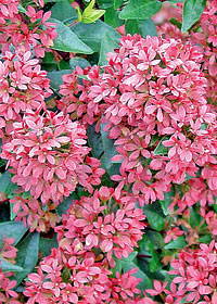 Abelia 'Raspberry Profusion'